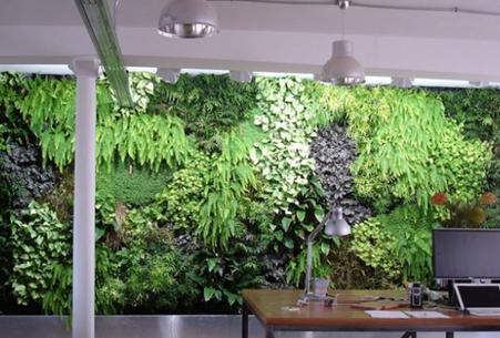 生態(tài)植物墻的設(shè)計(jì)原則？什么是生態(tài)植物墻？