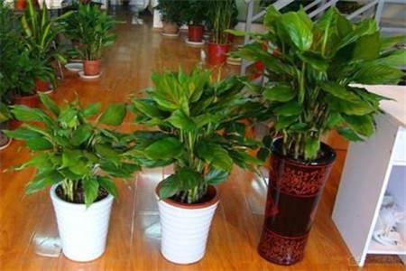 什么植物適合放室內(nèi)？室內(nèi)放植物注意什么？